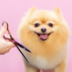 pets needed regualr grooming