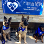 leash therapy for dogs