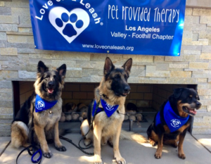 leash therapy for dogs