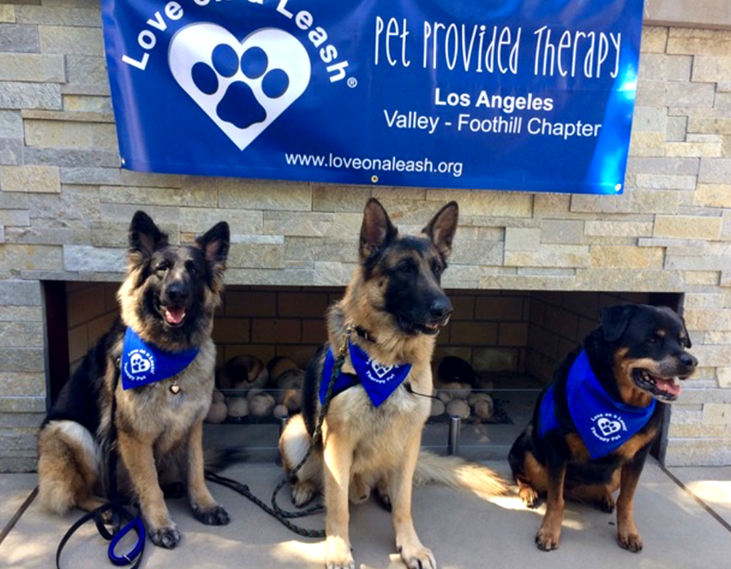 leash therapy for dogs