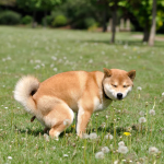 Flushable Dog Poop Bags